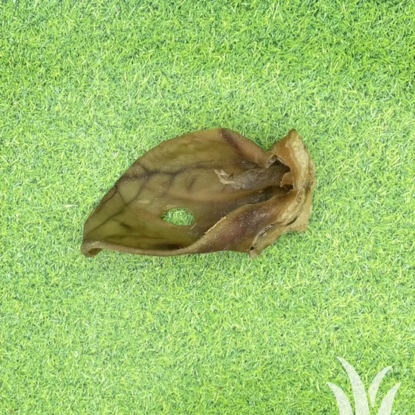 Gedroogde varkensoor